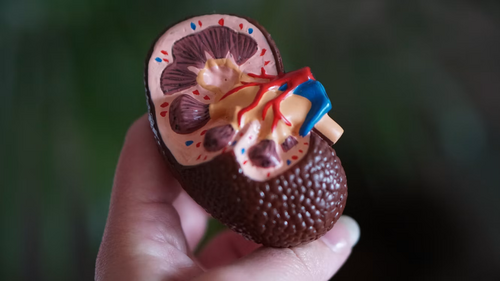 Living With Chronic Kidney Disease-pexels.png