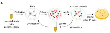 Selecting sticky bacteria