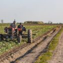 farmworkers-accidents-pexels-photo.jpg