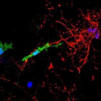 CAPTION A microglial cell, labelled in green, contacts and attacks a myelinated axon (in red). In the presence of the pHERV-W envelope protein, this interaction leads to axonal injury. The blue structures are cell nuclei. CREDIT HHU / Joel Gruchot / Patrick Küry