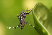 Aedes-aegypti-mosquito-wikipedia