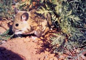 The White-Throated Wood Rat, is a proven carrier of plague vector fleas.