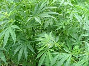 Cannabis_sativa-wikipedia