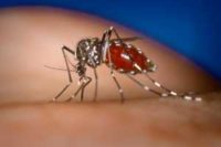 This photograph depicts a female Aedes albopictus mosquito as she was feeding on a human host. You can see the red, needle-like proboscis that had penetrated the skin, and was filled with the host’s blood, which had filled her abdomen. Ae. albopictus is known to be a vector for a number of arboviral diseases, including yellow fever, dengue fever, and Chikungunya fever. CDC/ James Gathany