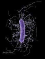 Clostridium difficile CDC image