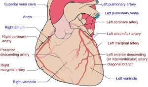 coronary arteries