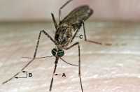 Culex tarsalis mosquito Photo Credit: James Gathany