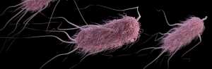 Escherichia coli CDC Image