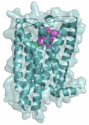 Illustration of human cannabinoid receptor (blue) with cannabinoid inhibitor taranabant (magenta) bound at receptor’s binding pocket sitting on molecular surface (gray