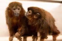 Monogamous Titi monkeys