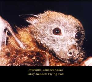This image depicts the head of a gray-headed flying fox, Pteropus poliocephalus CDC/ Brian W.J. Mahy,