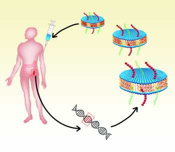 Designer Vaccine Nanodiscs For Cancer Immunotherapy