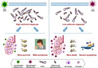 IMAGE: THIS IS A DIAGRAM OF THE ANTIVIRAL RESPONSE TO THE FLU. view more CREDIT: VASILIJEVIC J, ET AL (2017)