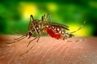 The yellow fever mosquito Aedes aegypti, taking a bloodmeal. James Gathany - CDC - PHIL
