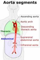 Segments of the aorta, including: Thoracic aorta Ascending aorta Tortic arch Descending thoracic aorta Abdominal aorta Suprarenal abdominal aorta Infrarenal abdominal aorta Wikipedia Image