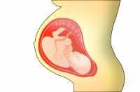 "38 week fetus" by Zappys Technology Solutions is licensed under CC BY 2.0