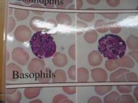 “Basophil” by GreenFlames09 is licensed under CC BY 2.0