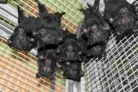 bats-mattae