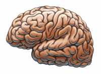 "Brain" by IsaacMao is licensed under CC BY 2.0. To view a copy of this license, visit: https://creativecommons.org/licenses/by/2.0