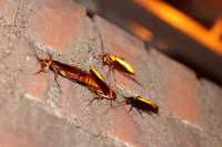 "Cockroaches at night" by Sigurd Tao Lyngse is licensed under CC BY 2.0