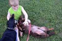"Dogs and Kids Mix Well" by Tony Alter is licensed under CC BY 2.0