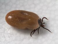 CDC/ Dr. Gary Alpert - Urban Pests - Integrated Pest Managemen