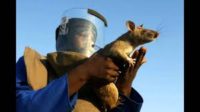 Howard Burditt / Reuters The rats have been used to to detect land mines in Africa.