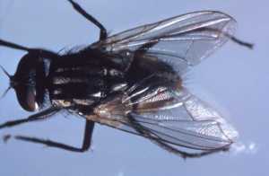 This photograph depicts a dorsal view of a house fly, Musca domestica, and was created during a 1972 study of disease carriers, and pests of migrant labor camps. Annoying houseflies may spread typhoid, cholera, dysentery and diarrhea. They can carry these disease causing organisms from garbage, sewage and fecal matter to food, or to a person's hands or lips.