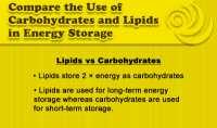 "Compare-the-Use-of-Carbohydrates-and-Lipids-in-Energy-Storage" by Zappys Technology Solutions is licensed under CC BY 2.0