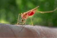 Malaria CDC image