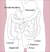 Normal location of the appendix relative to other organs of the digestive system - Wikipedia image