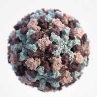 CDC Image Based on electron microscopic (EM) imagery, this three-dimensional (3D) illustration provides a graphical representation of a single norovirus virion, set against a white background. Though subtle, the different colors represent different regions of the organism’s outer protein shell, or capsid. Illustrator: Alissa Eckert, MS