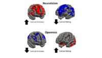 High levels of neuroticism are associated with increased thickness and reduced folding in some regions of the brain. Openness is associated with reduced thickness and an increase in folding.