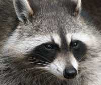 raccoon-wikipedia.jpg