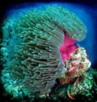 Sea Anemone Credit: Neville Wootton