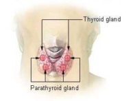 Thyroid gland Wikipedia image