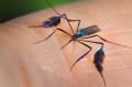 Mosquito image - CDC - transmits Zika